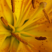 Buy canvas prints of Yellow Lily Kapow! by STEPHEN THOMAS