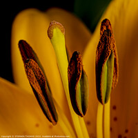 Buy canvas prints of Yellow Lily Praise by STEPHEN THOMAS