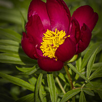 Buy canvas prints of Red Peony by STEPHEN THOMAS