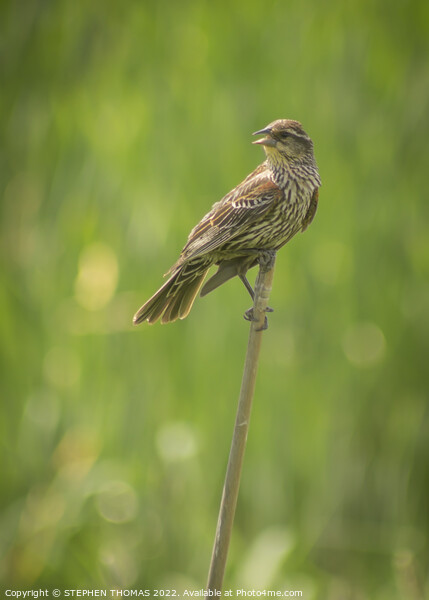 Female Red-winged Blackbird Picture Board by STEPHEN THOMAS
