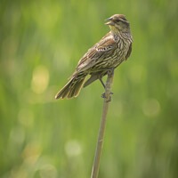 Buy canvas prints of Female Red-winged Blackbird by STEPHEN THOMAS