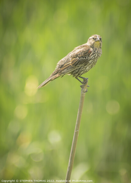 Female Red-winged Blackbird 2 Picture Board by STEPHEN THOMAS