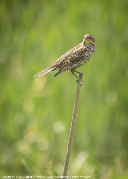 Female Red-winged Blackbird 3 Picture Board by STEPHEN THOMAS