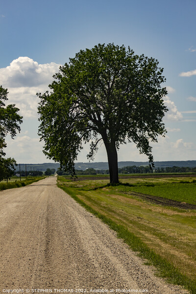 Big Tree by Country Road Picture Board by STEPHEN THOMAS