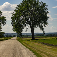 Buy canvas prints of Big Tree by Country Road by STEPHEN THOMAS