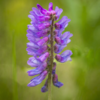 Buy canvas prints of Vicia Cracca by STEPHEN THOMAS