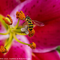 Buy canvas prints of Hoverfly On An Oriental Lily by STEPHEN THOMAS