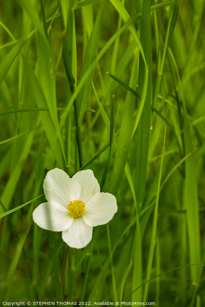 Wild Anemone in Tall Grass Picture Board by STEPHEN THOMAS