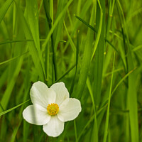 Buy canvas prints of Wild Anemone in Tall Grass by STEPHEN THOMAS