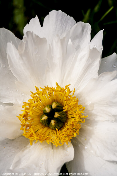 Wet White Peony Picture Board by STEPHEN THOMAS