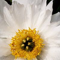 Buy canvas prints of Wet White Peony by STEPHEN THOMAS