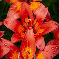 Buy canvas prints of Red & Orange Lilies by STEPHEN THOMAS