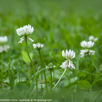 Buy canvas prints of White Clover by STEPHEN THOMAS