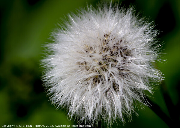 Sow Thistle Seed Head Macro Picture Board by STEPHEN THOMAS
