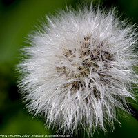 Buy canvas prints of Sow Thistle Seed Head Macro by STEPHEN THOMAS