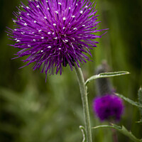 Buy canvas prints of Purple Thistle Flower by STEPHEN THOMAS