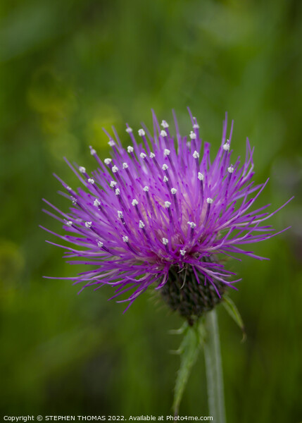 Purple Thistle Flower 2 Picture Board by STEPHEN THOMAS