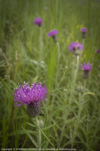 Peek A Boo on a Thistle Flower Picture Board by STEPHEN THOMAS