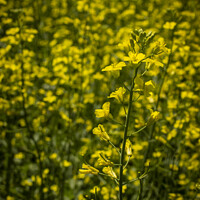 Buy canvas prints of Canola Blossoms by STEPHEN THOMAS
