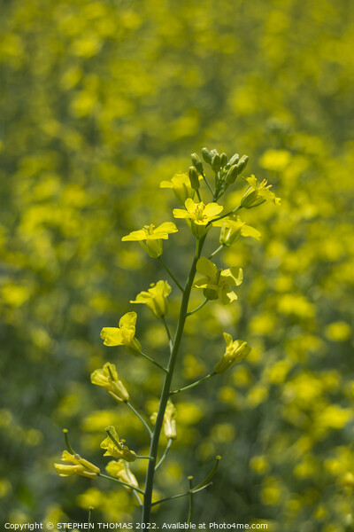 Canola Plant with bokeh Picture Board by STEPHEN THOMAS