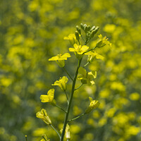 Buy canvas prints of Canola Plant with bokeh by STEPHEN THOMAS