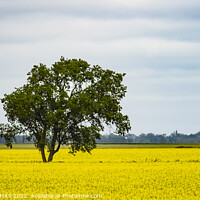 Buy canvas prints of Lone Tree in Canola Field by STEPHEN THOMAS