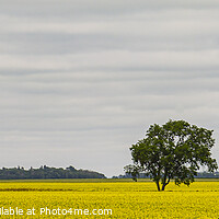 Buy canvas prints of Lone Tree in Canola Field - panorama by STEPHEN THOMAS