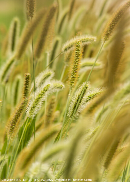 Green, Silver And Gold - Timothy Grass Picture Board by STEPHEN THOMAS