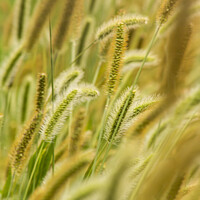 Buy canvas prints of Green, Silver And Gold - Timothy Grass by STEPHEN THOMAS