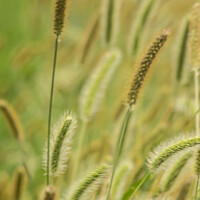Buy canvas prints of Green, Silver And Gold - Timothy Grass 2 by STEPHEN THOMAS