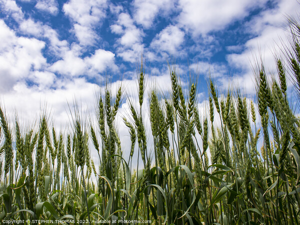 Wheat Reaching For The Sky Picture Board by STEPHEN THOMAS