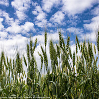 Buy canvas prints of Wheat Reaching For The Sky by STEPHEN THOMAS