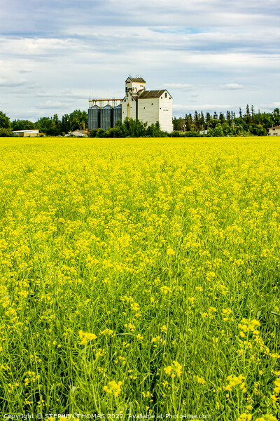 Canola and Dugald Grain Elevator Picture Board by STEPHEN THOMAS