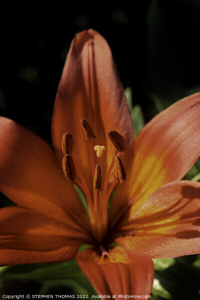 Red & Orange Lily Picture Board by STEPHEN THOMAS