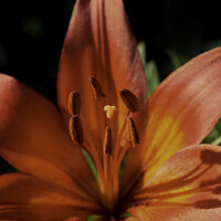 Buy canvas prints of Red & Orange Lily by STEPHEN THOMAS