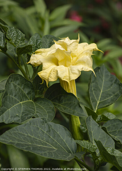 Yellow Datura Metel Flower Picture Board by STEPHEN THOMAS