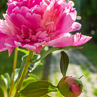 Buy canvas prints of Pink Peony Flower & Bud by STEPHEN THOMAS