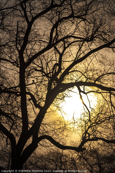The Sun's Caught Up In A Tree Picture Board by STEPHEN THOMAS