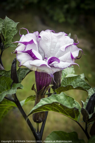 Purple and White Datura Metel Picture Board by STEPHEN THOMAS