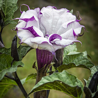 Buy canvas prints of Purple and White Datura Metel by STEPHEN THOMAS