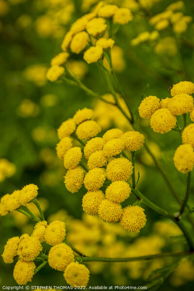 Tansy Flowers Picture Board by STEPHEN THOMAS