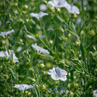 Buy canvas prints of Flax Flowers by STEPHEN THOMAS