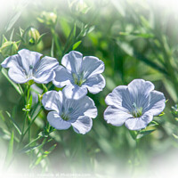 Buy canvas prints of Four Flax Flowers in a field of flax. by STEPHEN THOMAS