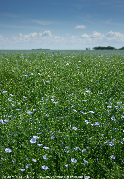 A Field of Flowering Flax I Photographed Picture Board by STEPHEN THOMAS