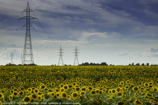 Sunflower with Power Picture Board by STEPHEN THOMAS