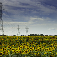 Buy canvas prints of Sunflower with Power by STEPHEN THOMAS