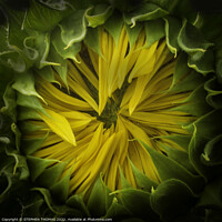 Buy canvas prints of Opening Soon- Sunflower by STEPHEN THOMAS