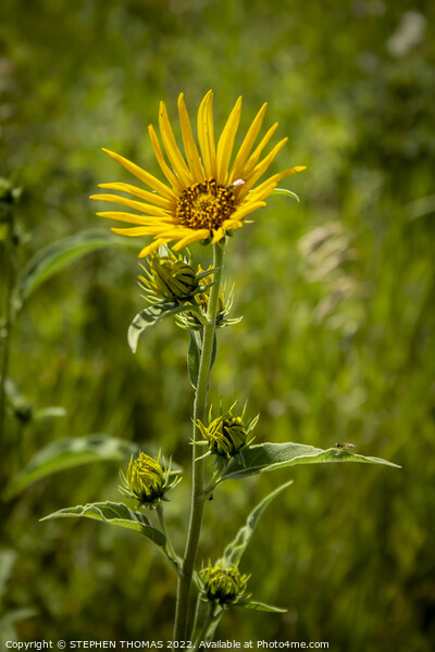 Wild Sunflower Picture Board by STEPHEN THOMAS