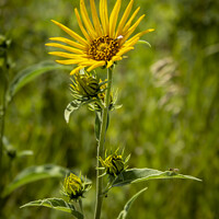 Buy canvas prints of Wild Sunflower by STEPHEN THOMAS