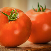 Buy canvas prints of Two Tomatoes by STEPHEN THOMAS